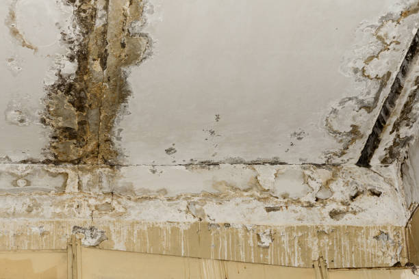 Asbestos and Lead Testing During Mold Inspection in Brisbane, CA