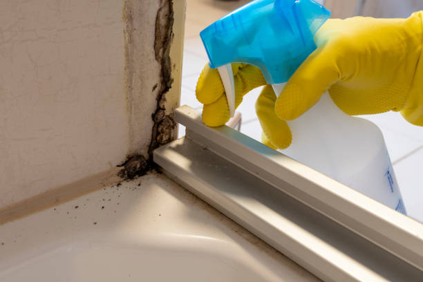 Best Environmental Consulting for Mold Prevention  in Brisbane, CA