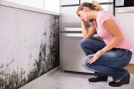 Professional Mold Remediation in Brisbane, CA